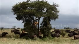 Hunter becomes hunted: Lion cowers in tree as buffalo herd passes through in Kenya