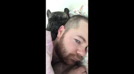 Who needs an alarm clock when you have a snoring dog in your ear