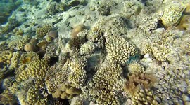 Helton Sharks Reef Frenzy Red Sea