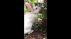 Rabbit inside the nearest at Home