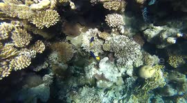 Hilton Sharks Free Diving Red Sea