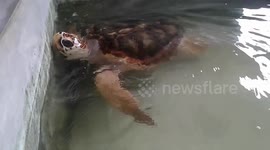 Most Beautiful turtle in srilanka