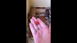Velma the Baladi Dog Hates Tomatoes