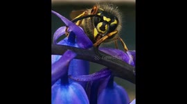 Scary wasp cleaning its feet after landing on instagrammer's dessert she was photographing in her garden