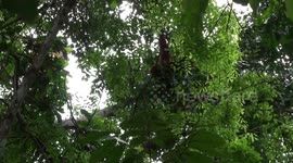 Rockabye baby in the treetop... Mother and infant orangutan clambering high in the rainforest canopy, Bukit Lawang, Gunung Leuser National Park, Sumatra, Indonesia..
