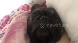 Dog has most rumbly snore ever