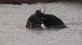 Beautiful moment wild elephants play in South African river