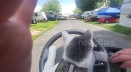 Louie the cat loves to drive