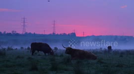Stunning clip shows highland cattle in mist on National Dawn Chorus Day