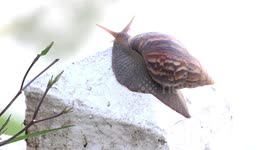 A snail slides over cement post, in early morning just before sunrise.