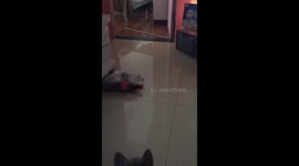 Excitable cat learns to play fetch just like a dog