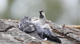 House sparrow plucks feathers from the headless corpse of a pigeon