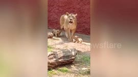 African lioness appears with her two tiny cubs at zoo in India