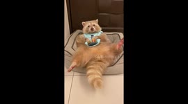 Rare albino raccoon enjoys life as it eats bowl full of blueberries