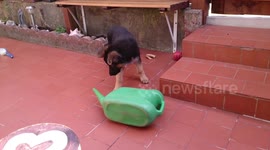 Cute German Shepherd puppy barks and plays with a watering can