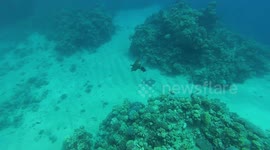 Reef Frenzy Encounter Coral Reefs Red Sea