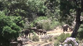 Herd of 30+ elephants with babies, gather to dust, drink and socialise by stream, Mount Elgon, Kenya