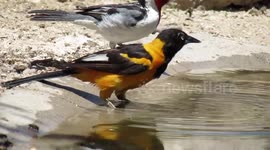 The Great Amazon Bird Rainforest
