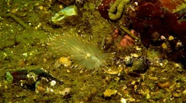 Witness the movement of this strange-looking sea slug