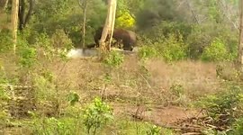 Forest officials rescue baby elephant from dry agricultural well in southern India