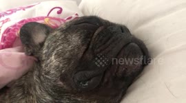 Cute snoring pug is not happy after being woken up