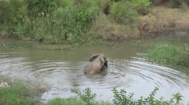 Herd of Elephants swimming and crossing the river