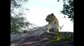 Leopardess flirts with a big male Leopard and they mate aggressively
