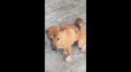 Dog in Vietnam takes care of baby monkey rescued from forest