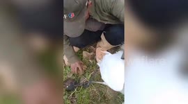 Chinese idiom comes to life as river mussel clamps down on egret's foot