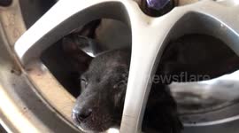 Puppy rescued after sheltering under car during thunderstorm in Thailand and getting stuck in wheel
