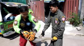 Wild monitor lizard leads reptile catchers on a chase after raiding family's home in Thailand