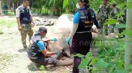 Female elephant killed by 'faulty' electric fence built to keep animals away from fruit grove in Thailand