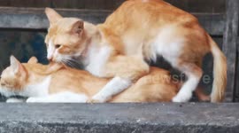 Cats and Dogs Stacked During Lockdown