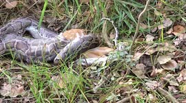 Giant Burmese python strangulates deer, swallows animal whole in northern India