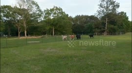 Cows following us
