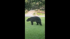 Three-Legged Black Bear Does A Somersault