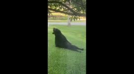 Florida Black Bear Rolling In Grass