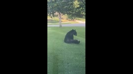 Three-Legged Florida Black Bear Plays In Yard