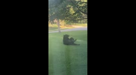 Three-Legged Florida Black Bear Plays In Yard