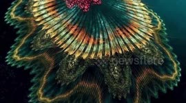 Beautiful fish swmming in fresh water looks nice