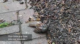 Bird Hits Window