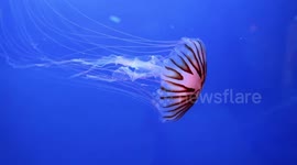 variety of fish dancing in pure ewater