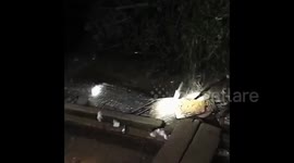 Giant Crocodile Eating a Fisherman in Indonesia Arrested