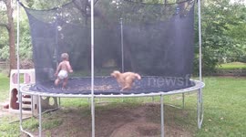 Puppy and Toddler on Trampoline