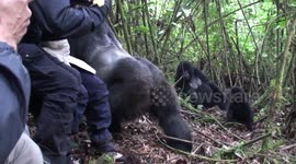 Silverback mountain gorilla struts and passes too close to tourists as his infants play in bamboo - but does Covid-19 risk ending such experiences?
