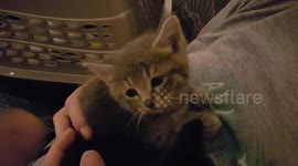 Cute 4 week old kittens get rescued and welcomed