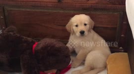 Golden retriever puppy hearing (fake) cat noises for the first time