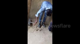 Animal rescuer in India extracts cobra from typewriter in intricate operation