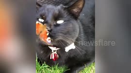 This video shows a black cats adorable interaction with a Butterfly.