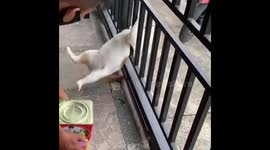 Funny cat gets stuck in gated door